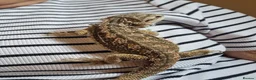 Bearded Dragon reptiles for sale: Baby bearded dragon with full set up in Nuneaton - Advert 8