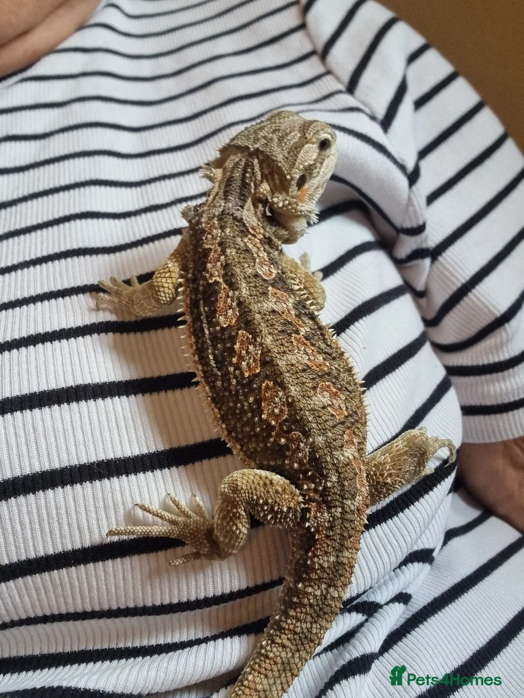 Bearded Dragon reptiles for sale: Baby bearded dragon with full set up in Nuneaton - Advert 8
