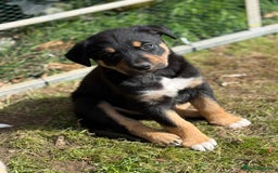 Mixed Breed dogs for sale: collie x Huntaway  pups one boy left  - Image 22