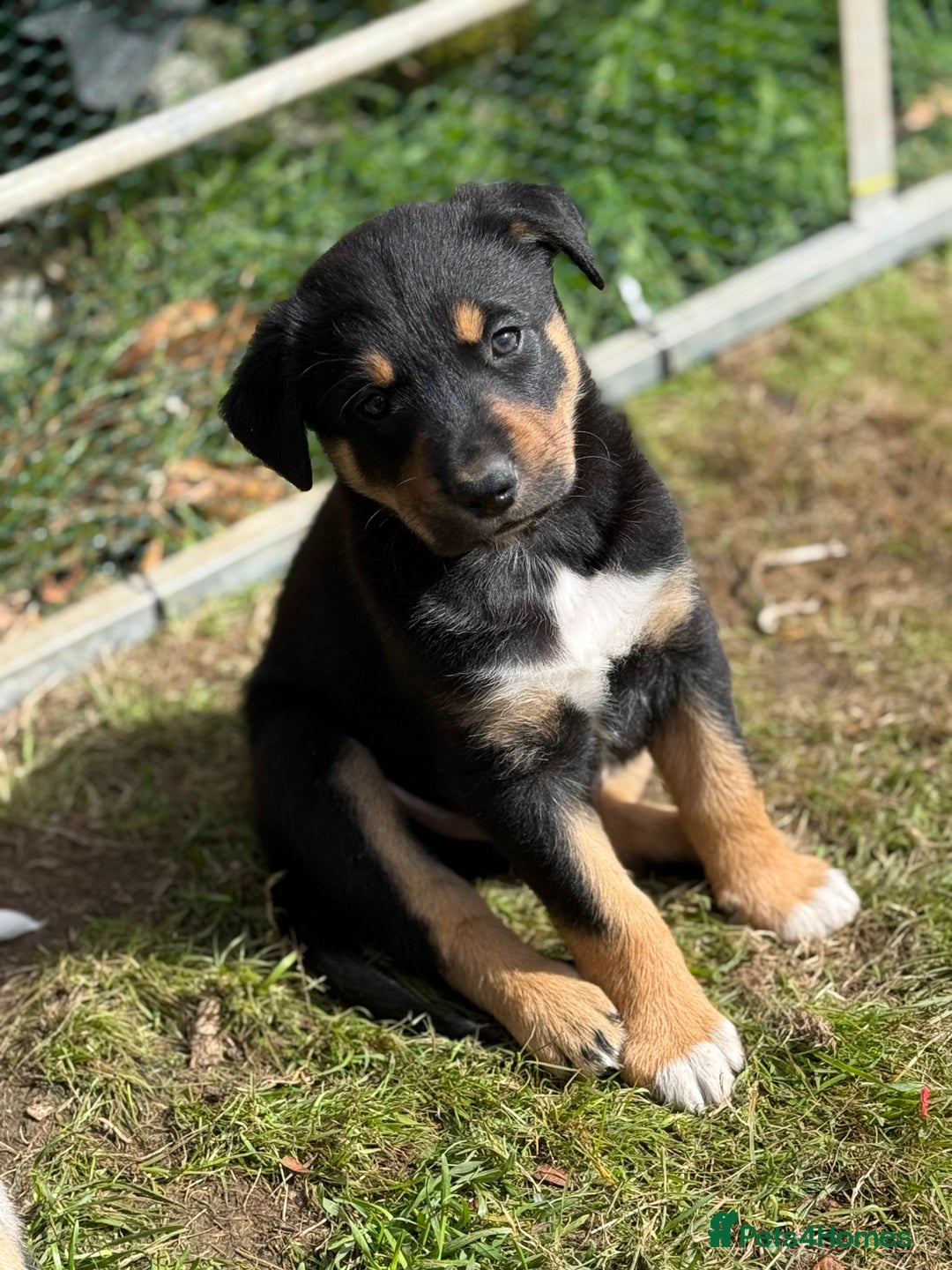 Mixed Breed dogs for sale: collie x Huntaway  pups one boy left  - Image 22