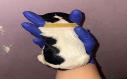 English Springer Spaniel dogs for sale: English springer spaniel.Ready to leave 21/11/25 - Image 12