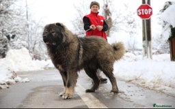 Caucasian Shepherd Dog dogs for sale: Russian champion blood line Caucasian puppy 1 male - Image 5
