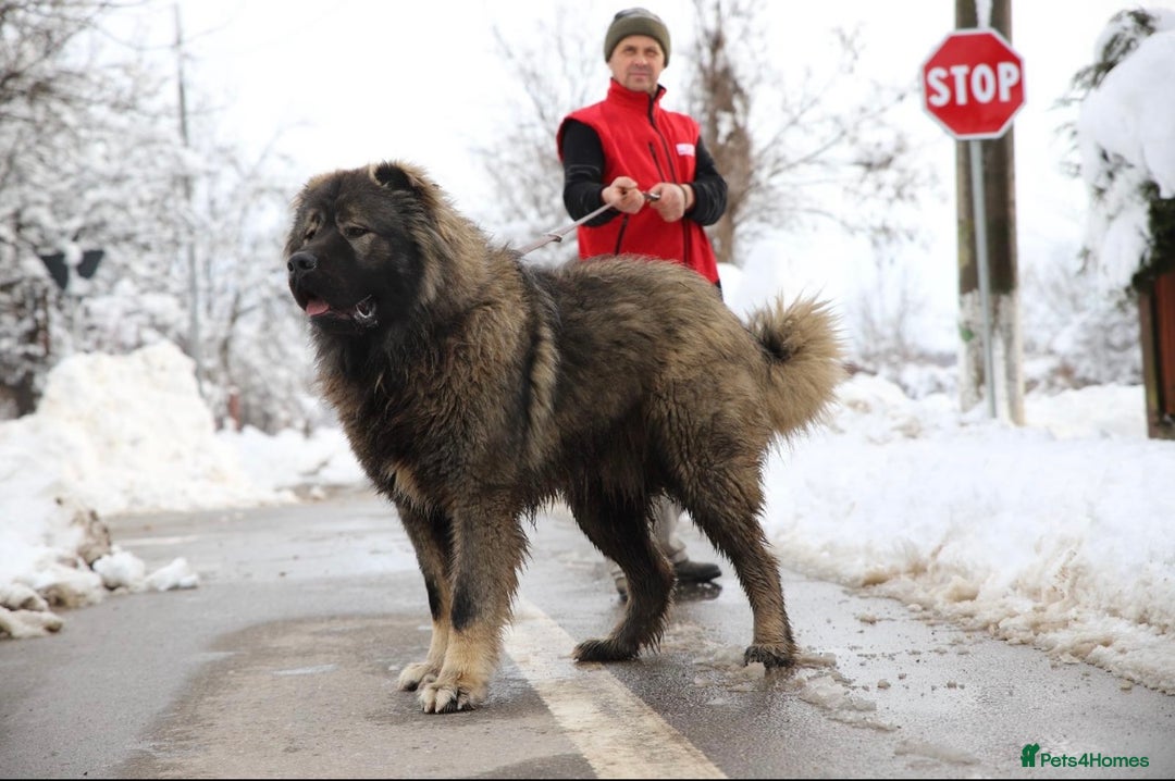Caucasian Shepherd Dog dogs for sale: Russian champion blood line Caucasian puppy 1 male - Image 5