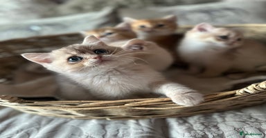 British Shorthair cats BLUE GOLDEN AND GOLDEN BSH - Advert 15