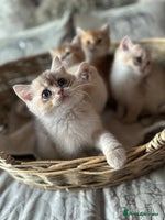 British Shorthair cats BLUE GOLDEN AND GOLDEN BSH - Advert 8