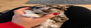Mixed Breed 1