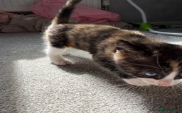 RagaMuffin cats for sale: Ragamuffin kittens  - Image 21