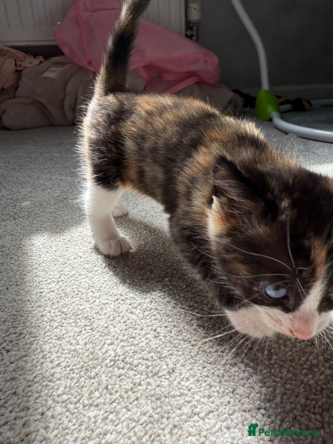 RagaMuffin cats for sale: Ragamuffin kittens  - Image 21