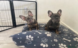 French Bulldog dogs for sale: French bull Dog (6months) - Image 4