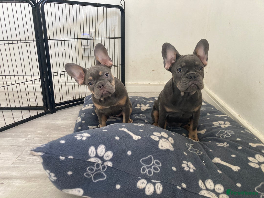 French Bulldog dogs for sale: French bull Dog (6months) - Image 4