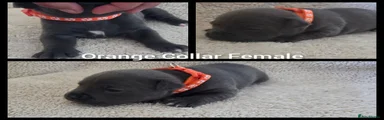 Staffordshire Bull Terrier 5