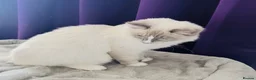 Ragdoll cats for sale: 💙 Beautiful Ragdoll blizzard  - Advert 4
