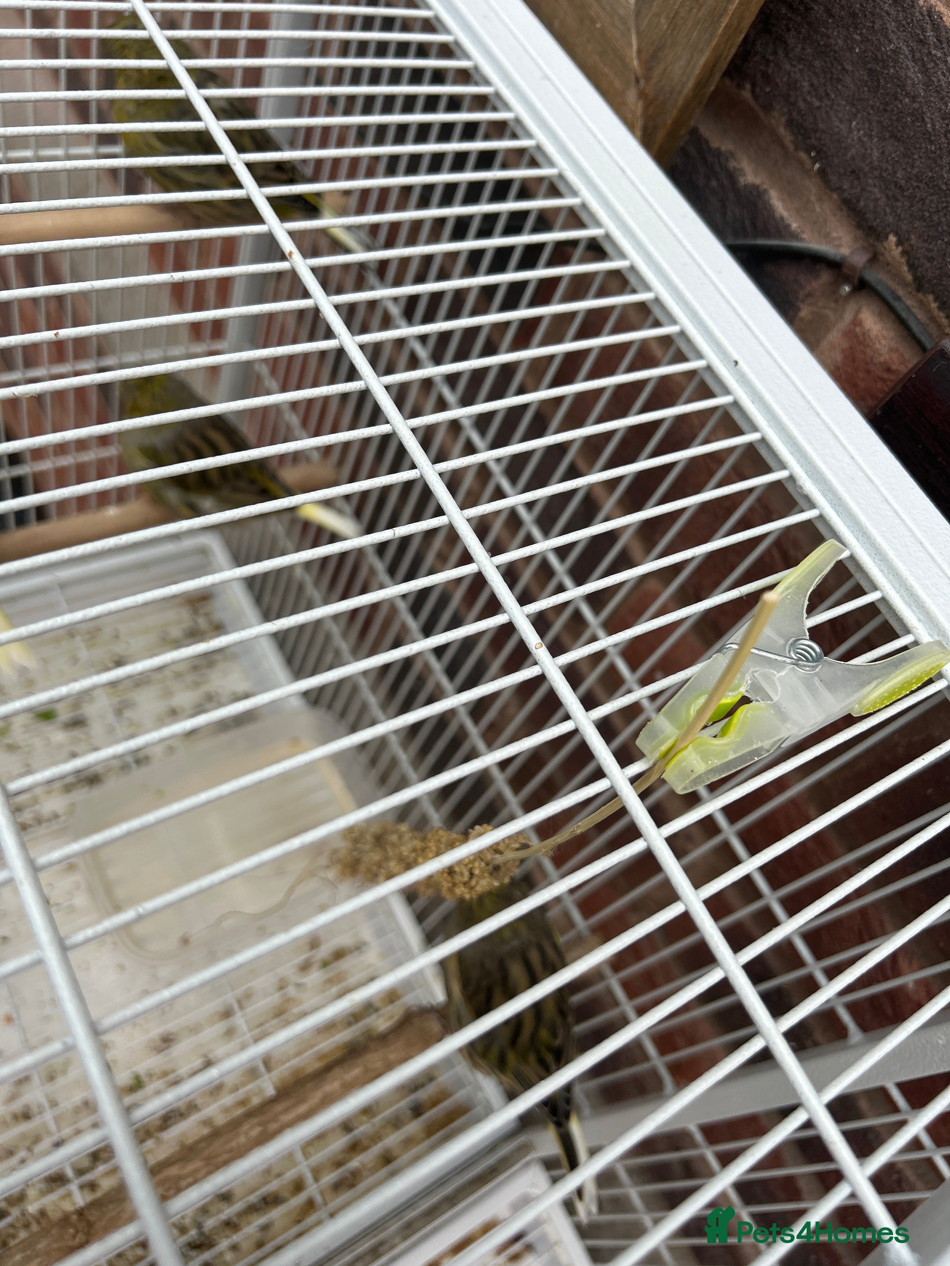 Canaries birds Gloucester canaries  - Advert 7