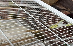 Canaries birds for sale: Gloucester canaries  - Image 1