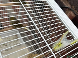 Canaries birds - Advert 4