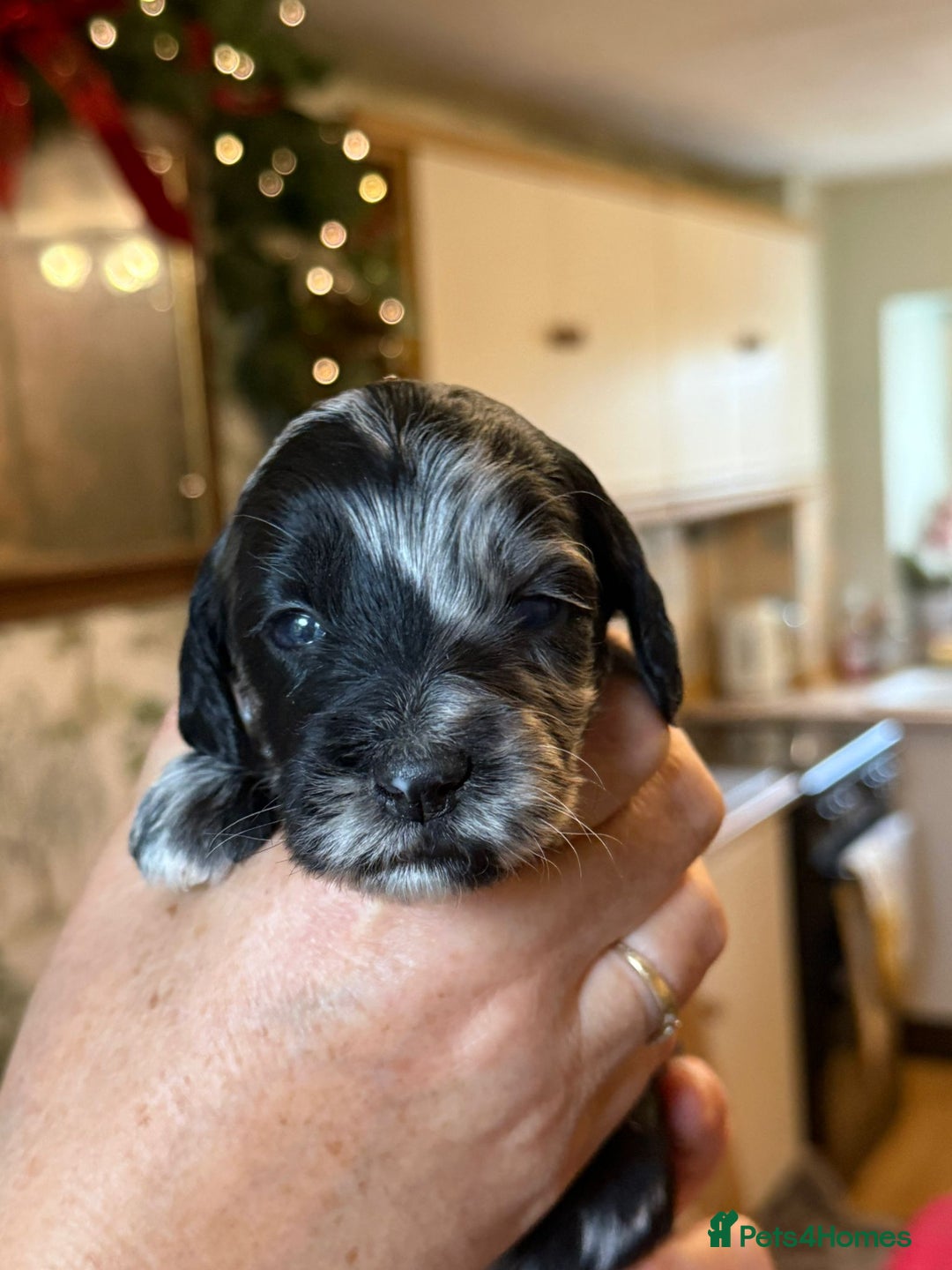 Sproodle dogs for sale: Merle F1 Sproodles 5⭐️Licenced Breeder full DNA - Advert 10