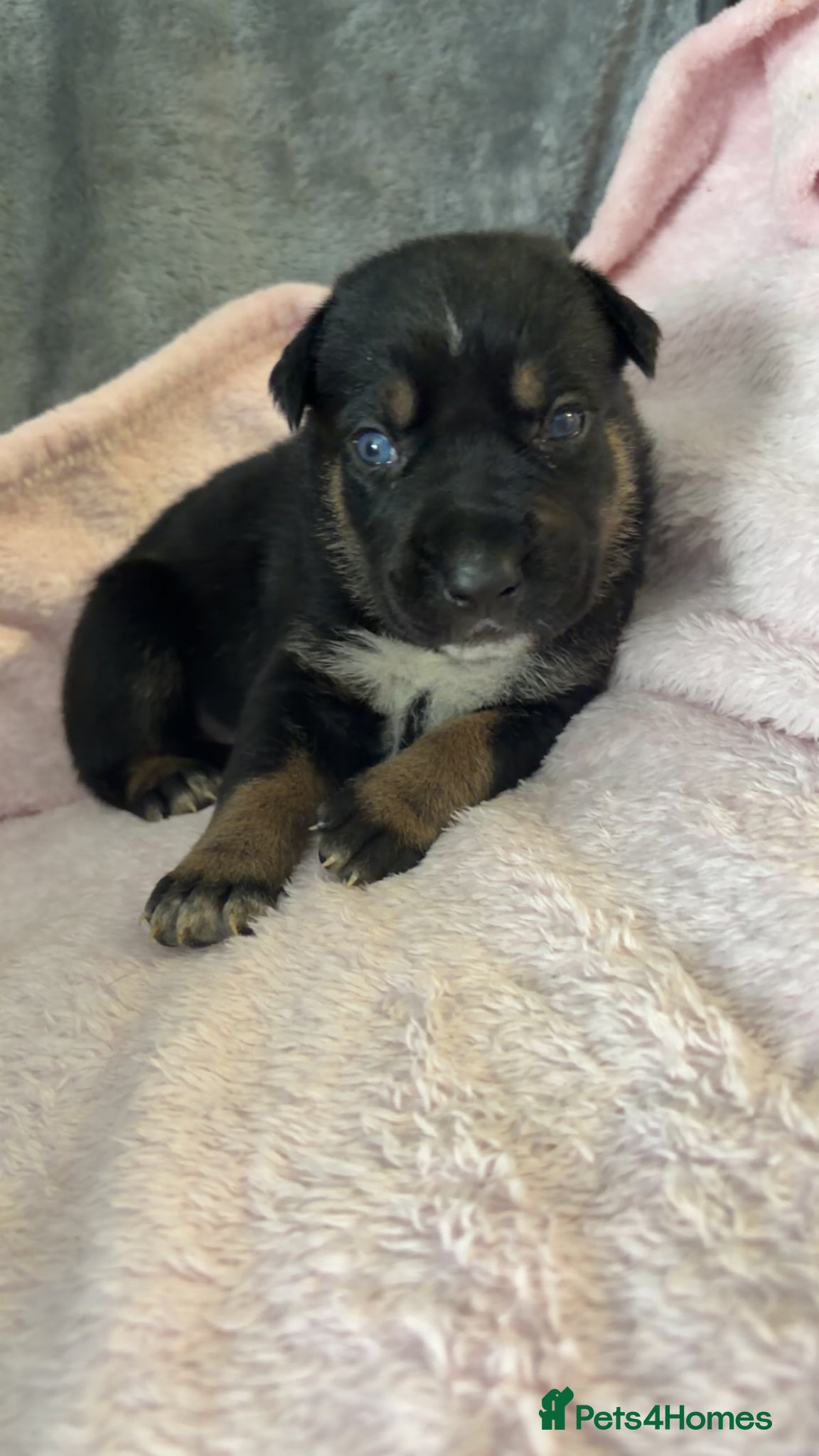 Mixed Breed dogs for sale: Belgian Mali x German shepherd  - Advert 14