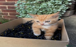 Domestic Shorthair cats for sale: 5 Beautiful fluffy Kittens - Image 14