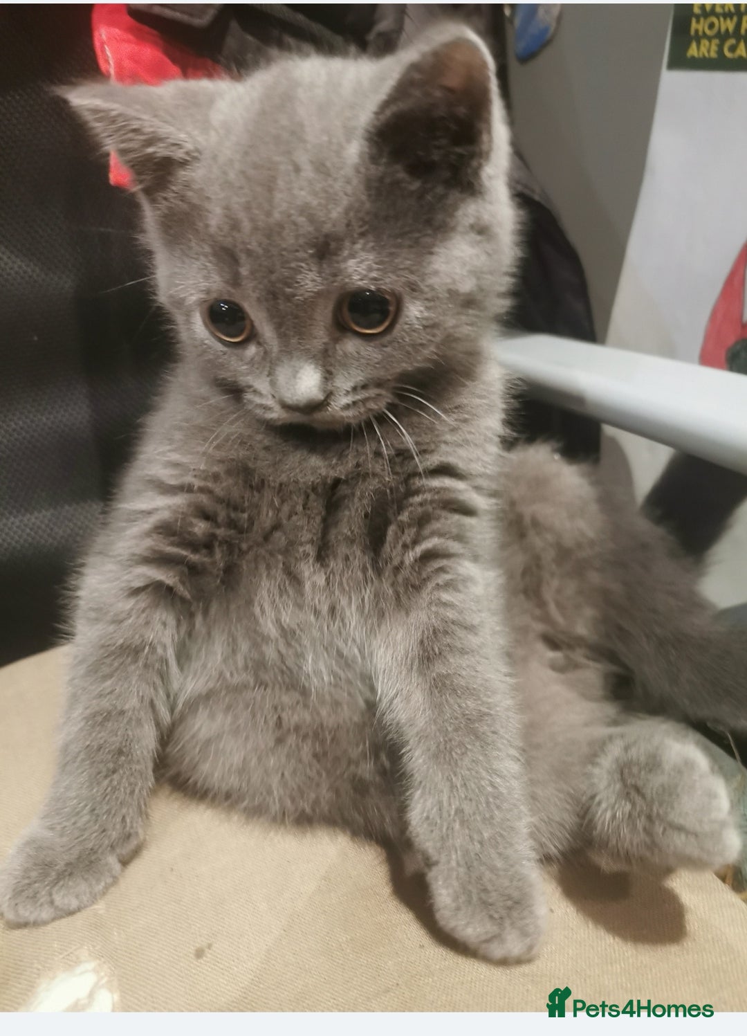British Shorthair cats for sale: Lovely blue British shorthair kittens  - Advert 2