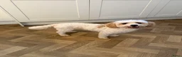 Cavapoochon dogs for sale: 🐾 stunning three-year-old male Cavapoochon 🐾  - Advert 9