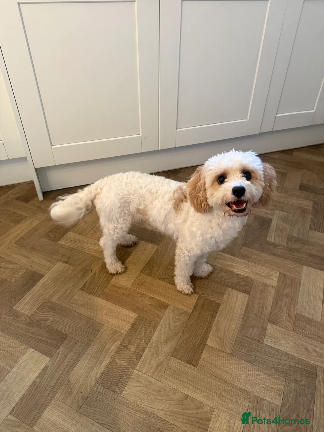 Cavapoochon dogs for sale: 🐾 stunning three-year-old male Cavapoochon 🐾  - Advert 9