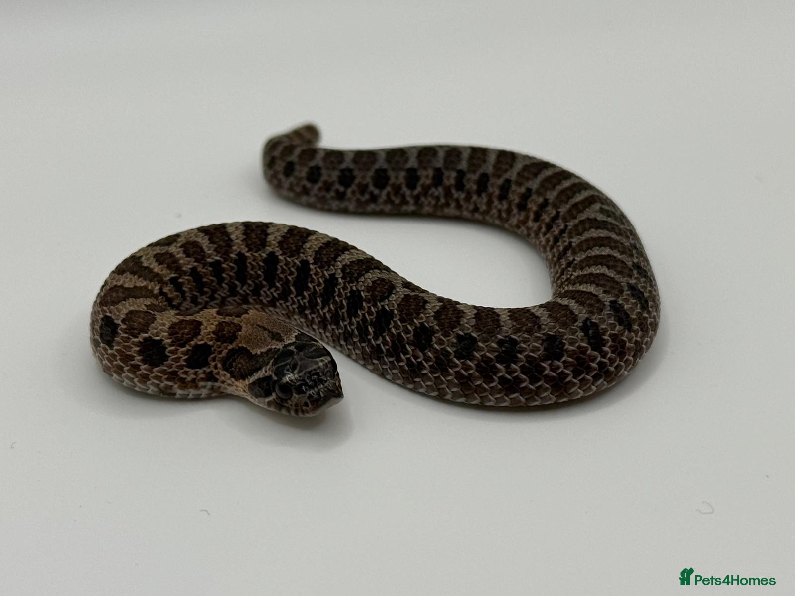 Snake reptiles Sable & 100% Het Sable Western Hognose Clutch - Advert 1