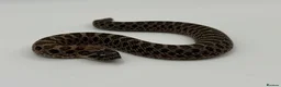 Snake reptiles for sale: Sable & 100% Het Sable Western Hognose Clutch - Advert 1