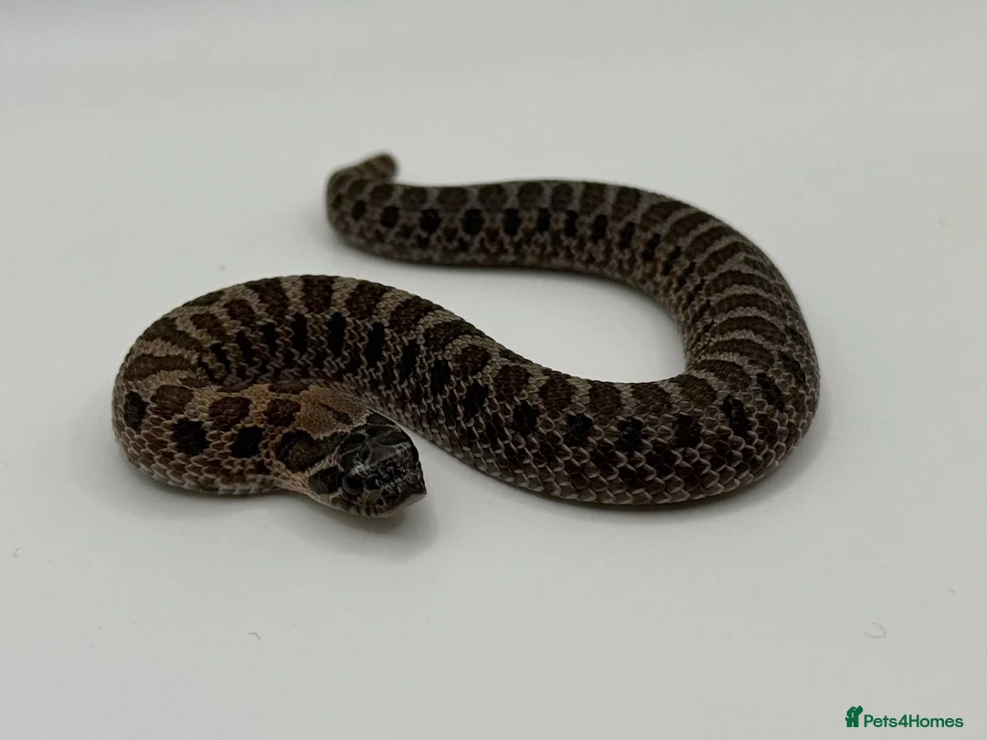 Snake reptiles for sale: Sable & 100% Het Sable Western Hognose Clutch - Advert 1