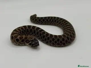 Snake reptiles Sable & 100% Het Sable Western Hognose Clutch - Advert 2