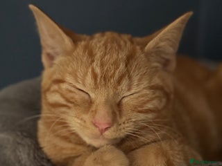 Mixed Breed cats for sale - Advert 1