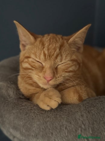 Mixed Breed cats - Advert 5