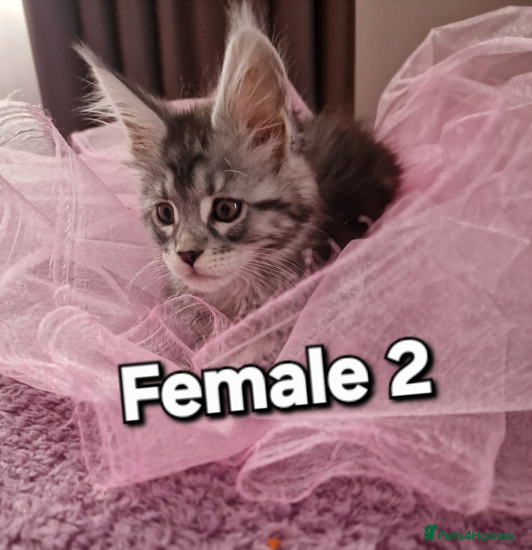 Maine Coon cats for sale: Pure Maine coon - Advert 20