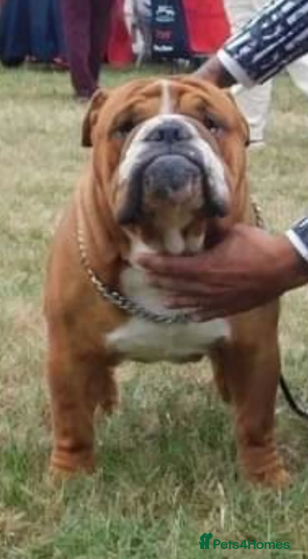 English Bulldog dogs for stud: Our Stunning English Bulldog Carter  in York - Advert 10