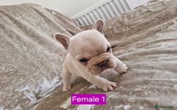 French Bulldog dogs for sale: French Bulldog Puppies  - Image 18