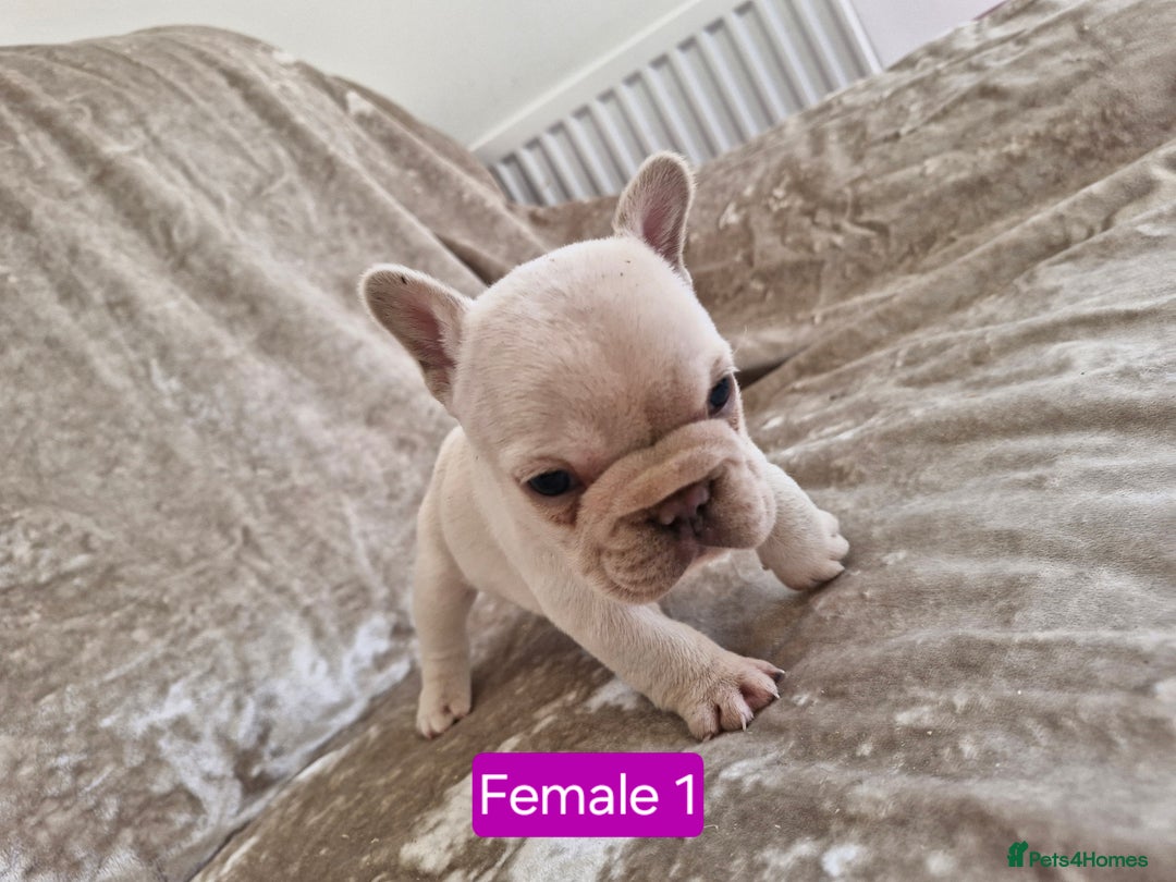 French Bulldog dogs for sale: French Bulldog Puppies  - Image 18