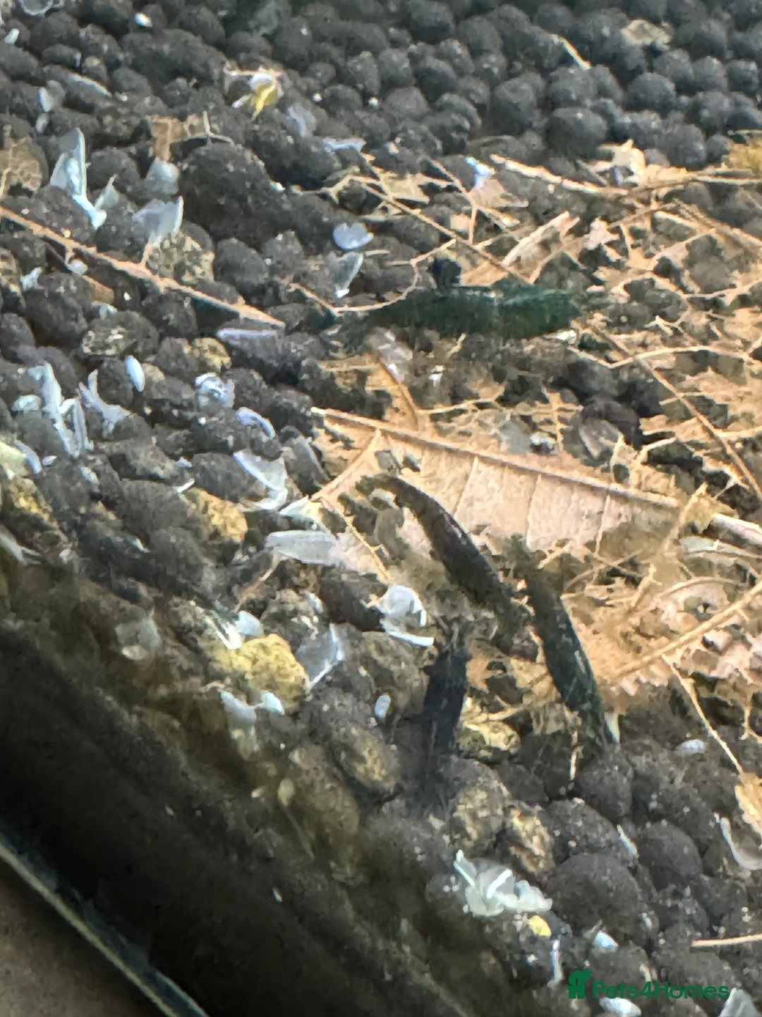 Shrimps fish for sale: High grade green jades shrimp - Advert 11