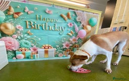 Canaan Dog dogs for adoption: Zico the desert dog  - Advert 1