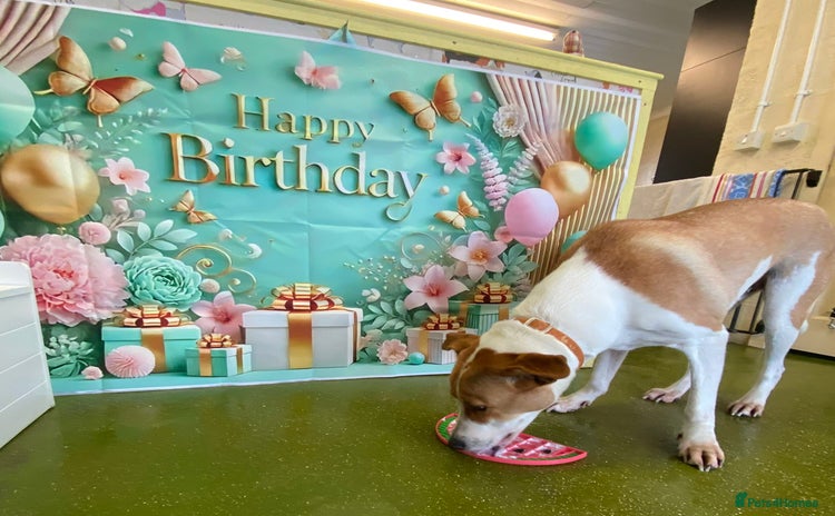 Canaan Dog dogs Zico the desert dog  - Advert 1