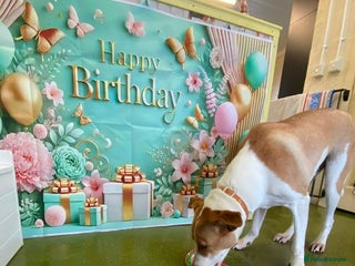 Canaan Dog dogs Zico the desert dog - Advert 1