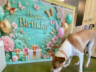 Canaan Dog dogs Zico the desert dog - Advert 4