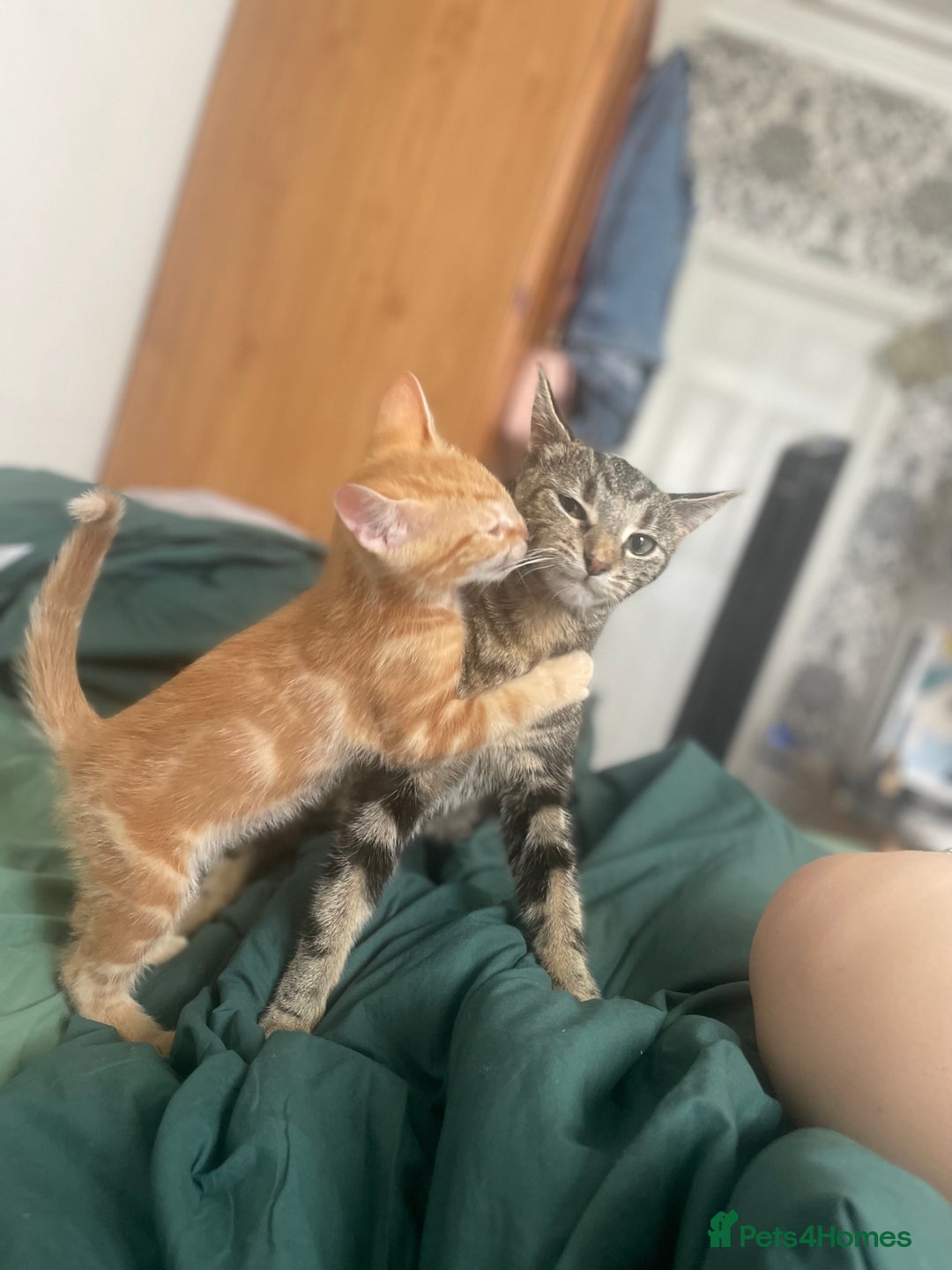 Mixed Breed cats for sale: Mix breed kittens  - Advert 1