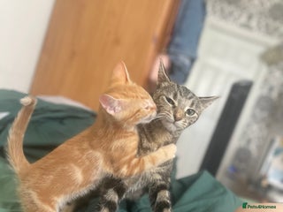 Mixed Breed cats Mix breed kittens - Advert 1