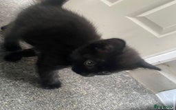 Mixed Breed cats for sale: Mix breed kittens  - Image 7