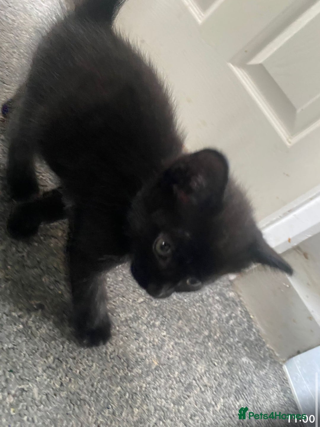 Mixed Breed cats for sale: Mix breed kittens  - Image 7