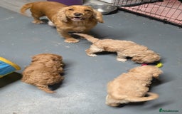 Cockapoo dogs for sale: Beautiful F1 Cockapoo puppies DNA clear - Image 15