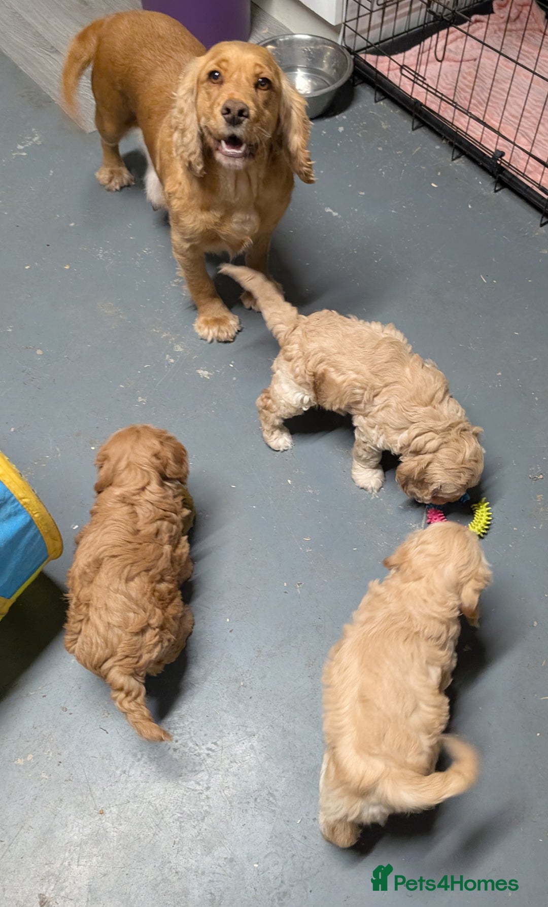 Cockapoo dogs for sale: Beautiful F1 Cockapoo puppies DNA clear - Image 15