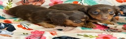 Miniature Dachshund dogs for sale: 2 left Long haired mini dachshund pups  - Advert 18