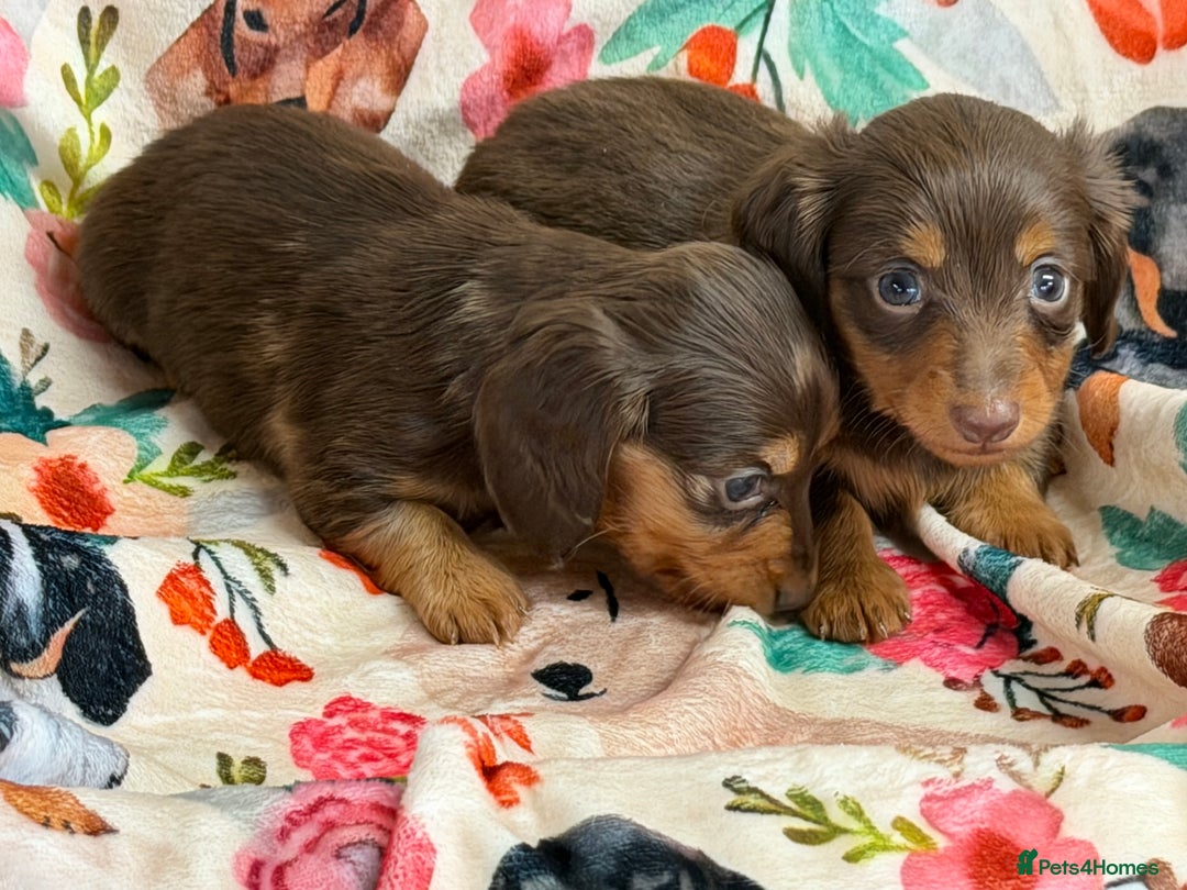 Miniature Dachshund dogs for sale: 2 left Long haired mini dachshund pups  - Advert 18