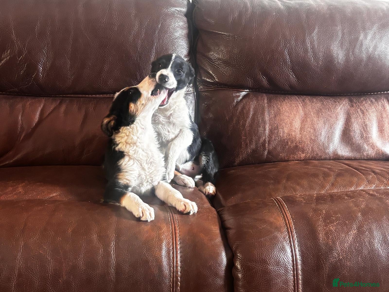 Border Collie dogs AVAIlABLE NOW - Beautiful Collie Puppies - Advert 1