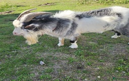 Goats livestock for sale: NIGERIAN DWARF BILLY GOAT - Image 1